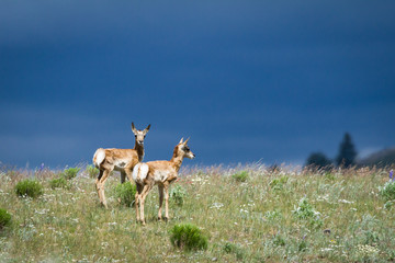 Twin Pronghorns against stormy skies