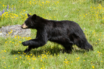 Black bear running through field of green grass and yellow wildf
