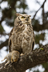 Young great horned owl with ground squirrel
