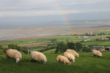 Fototapeta premium Sheepish 
