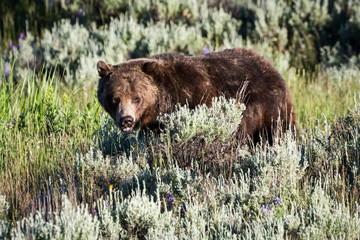 Grizzly Bear in Sage Brush