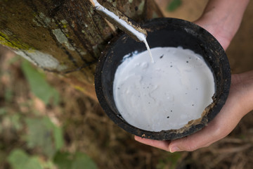 Milky latex extracted from rubber tree (Hevea Brasiliensis) as a source of natural rubber