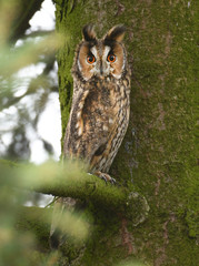 Long-eared owl (Asio otus)