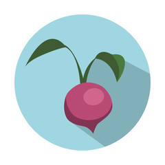 beetroot vegetable icon over blue circle and white background. colorful design. vector illustration