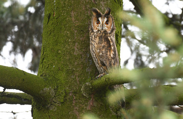 Long-eared owl (Asio otus)