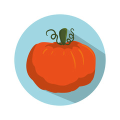 pumpkin vegetable icon over blue circle and  white background. colorful design. vector illustration