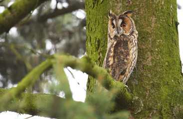 Long-eared owl (Asio otus)