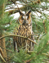 Long-eared owl (Asio otus)