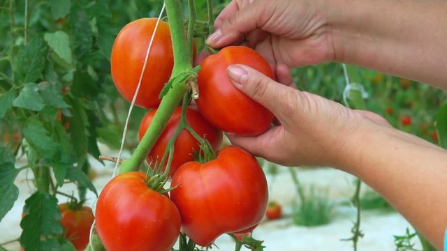 Hand takes a ripe red tomato from a bush