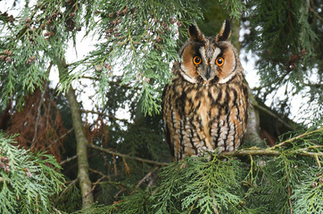 Long-eared owl (Asio otus)