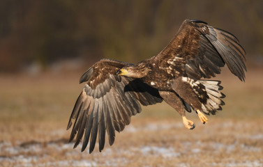 White tailed Eagle (Haliaeetus albicilla)
