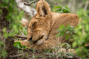 Lion cub sleeping in the grass.