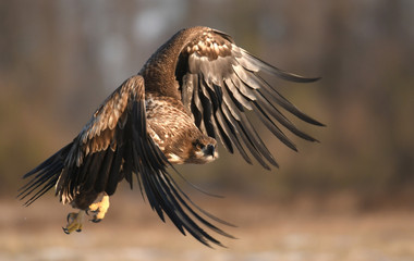 White tailed Eagle (Haliaeetus albicilla)