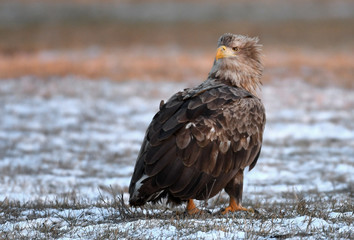 White tailed Eagle (Haliaeetus albicilla)