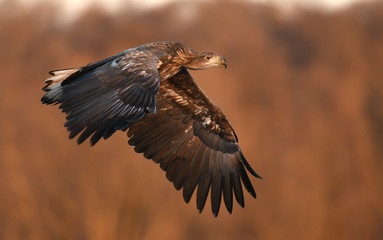 White tailed Eagle (Haliaeetus albicilla)