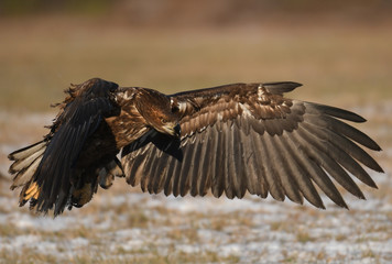 White tailed Eagle (Haliaeetus albicilla)
