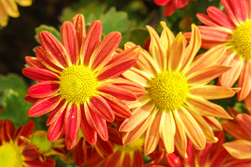 Orange and red chrysanthemum flowers in garden