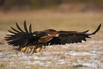 White tailed Eagle (Haliaeetus albicilla)