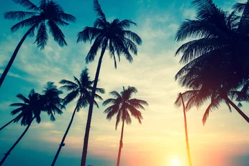 Papier Peint photo Lavable Mer / coucher de soleil Silhouettes of palm trees against the sky during a tropical sunset.