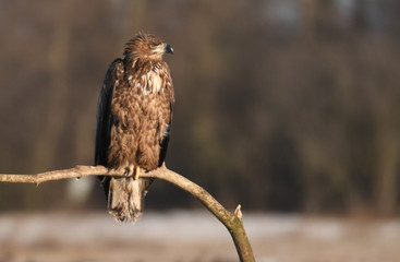 White tailed Eagle (Haliaeetus albicilla)