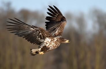 White tailed Eagle (Haliaeetus albicilla)
