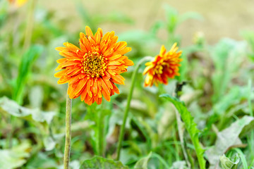 Orange chrysanthemum flowers in garden