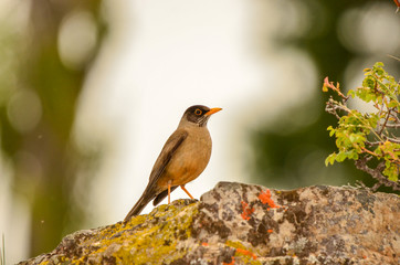 Brown bird (Black-breasted Thrush, Turdus dissimilis)