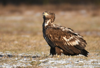 White tailed Eagle (Haliaeetus albicilla)