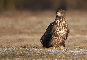White tailed Eagle (Haliaeetus albicilla)