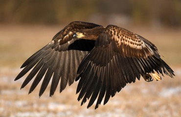 White tailed Eagle (Haliaeetus albicilla)