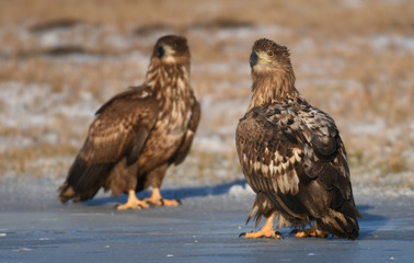 White tailed Eagle (Haliaeetus albicilla)