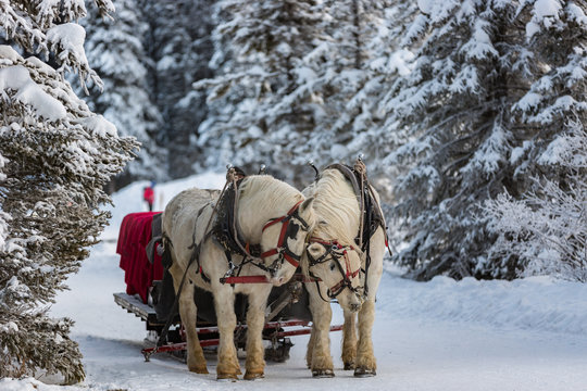 Winter Sleigh Ride in the Canadian Rockies