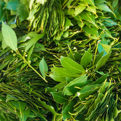 green laurel leaves. Fresh leaves of laurel