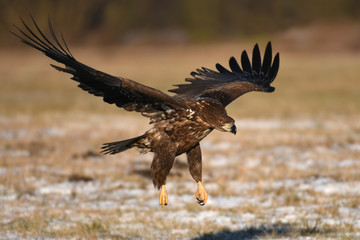 White tailed Eagle (Haliaeetus albicilla)