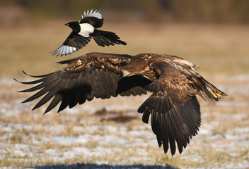 White tailed Eagle (Haliaeetus albicilla)