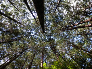 杉林を見上げる