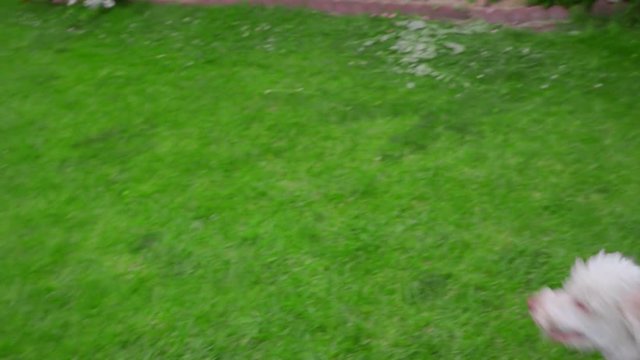 White Poodle Dog Playing With Ball On Green Grass. Pov Of Owner Playing With White Dog