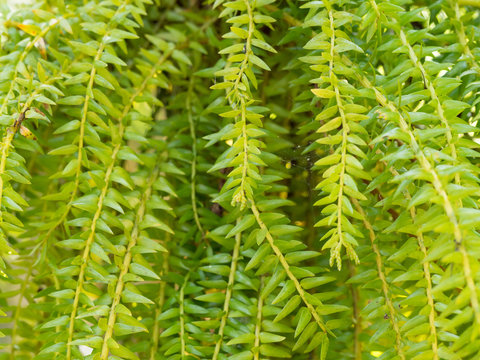 Fresh green huperzia squarrosa fern leaves in nature garden.