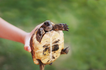 Turtle in hand.