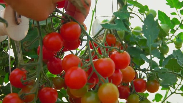 Hand takes a branch of red cherry tomatoes