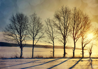 Silhouette of trees at sunset. Beautiful winter landscape.