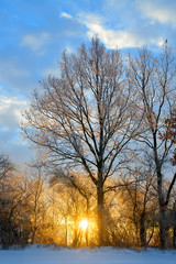 Beautiful winter landscape with frozen trees at sunset.