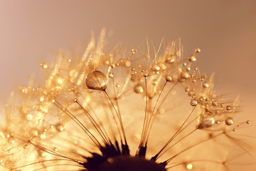 Dew drops on a dandelion seeds at sunrise close up. Soft focus. Nature background.