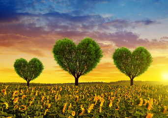 Sunflower field with trees in the shape of heart at sunset. Valentines day.