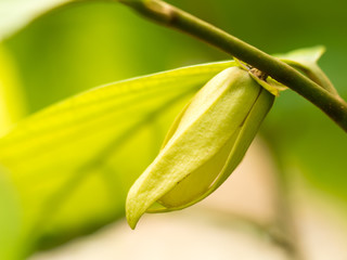 Ylang-ylang flower in nature or Friesodielsia desmoides (Craib) Steenis.