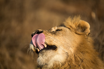 Close up of male lion with his tongue out