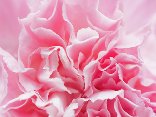 Pink petal flowers in soft style for background