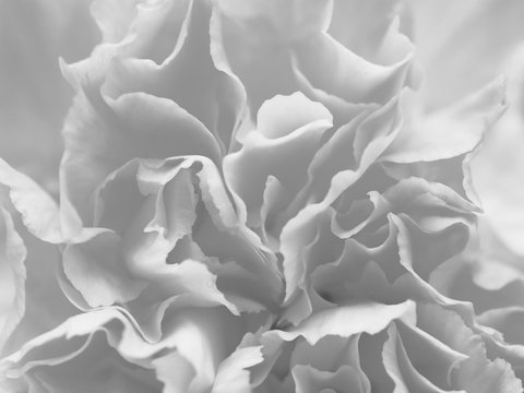 Fototapeta Black and white gray petal flowers in soft style for background.