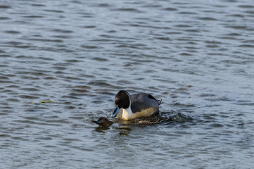 Northern Pintail Mating