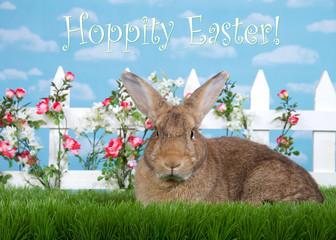 brown rabbit sitting in green grass, sideways facing viewers left but looking at viewer. White picket fence with small pink roses. Blue background sky with clouds. Copy space.